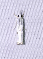 Microcrambus biguttellus
