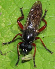 Laphria sadales