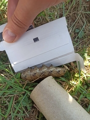 Agrius convolvuli