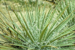 Yucca angustissima