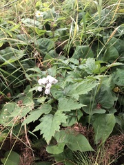 Actaea rubra neglecta
