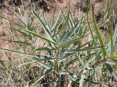 Asclepias brachystephana