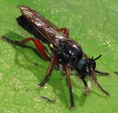 Laphria sadales