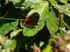 Biblis hyperia
