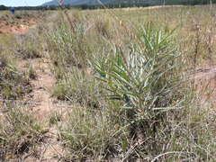 Asclepias brachystephana