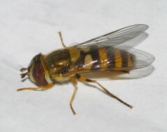 Syrphus rectus