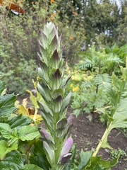 Acanthus