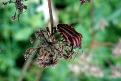 Graphosoma italicum