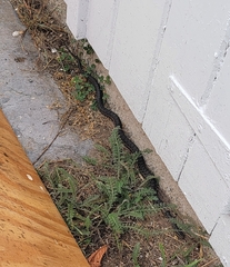 Thamnophis sirtalis pallidulus