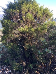 Halocarpus biformis
