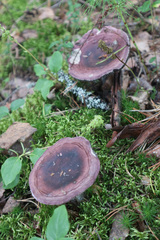 Russula xerampelina