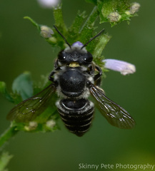 Megachile mendica