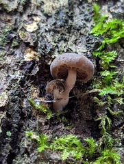 Simocybe