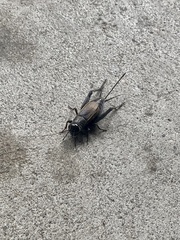 Gryllus veletis