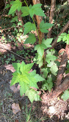 Physocarpus capitatus