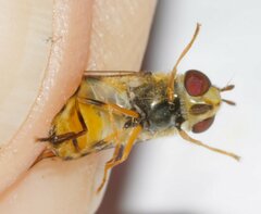 Syrphus rectus