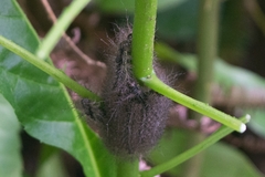 Hemileucinae