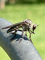 Heteropogon macerinus