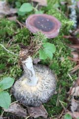 Russula xerampelina