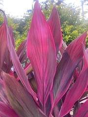 Cordyline fruticosa