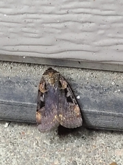 Pseudohermonassa bicarnea