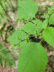 Laportea canadensis