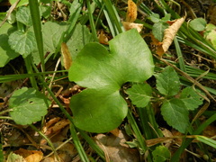 Hepatica nobilis