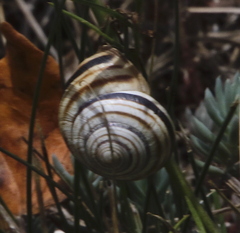 Caucasotachea vindobonensis