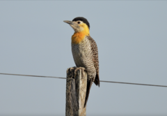 Colaptes campestris campestroides