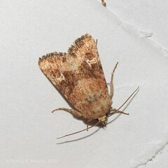 Lacinipolia stricta