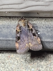 Pseudohermonassa bicarnea