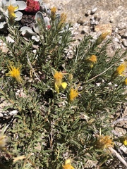 Ericameria discoidea discoidea