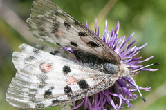Parnassius apollo