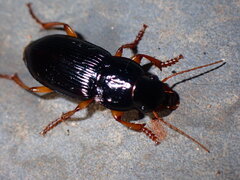 Pseudoophonus