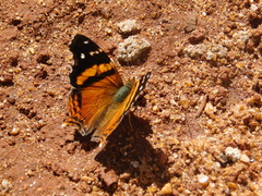 Hypanartia bella