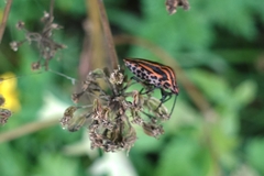 Graphosoma italicum