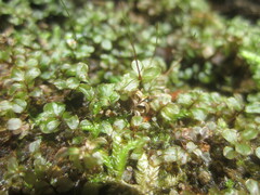 Mniaceae