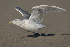 Larus glaucescens