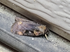 Pseudohermonassa bicarnea