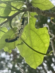 Ceratomia catalpae