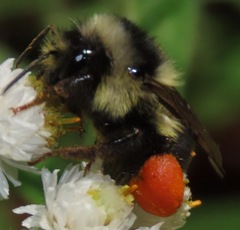 Bombus