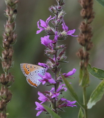 Lycaena dispar