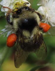 Bombus