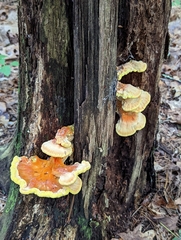 Laetiporus huroniensis
