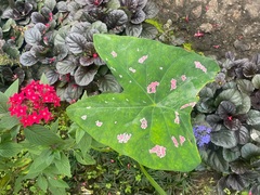 Caladium bicolor