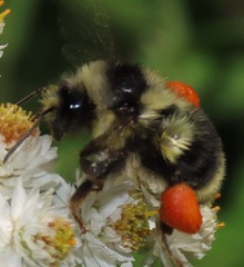 Bombus