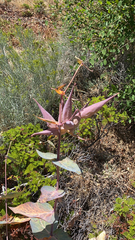 Asclepias cordifolia