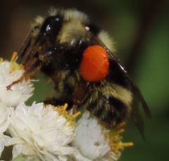 Bombus