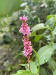 Persicaria amphibia
