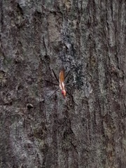 Neriidae